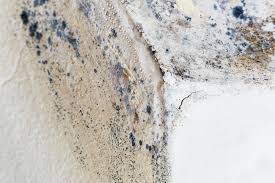 Best Forensic Mold Investigation  in Proctor, MN